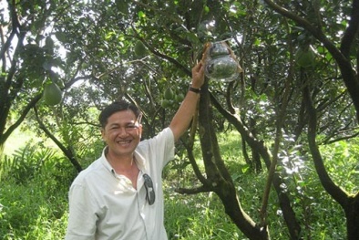 Giá bưởi hồ lô cho tết Giáp Ngọ 2014 sẽ tăng cao